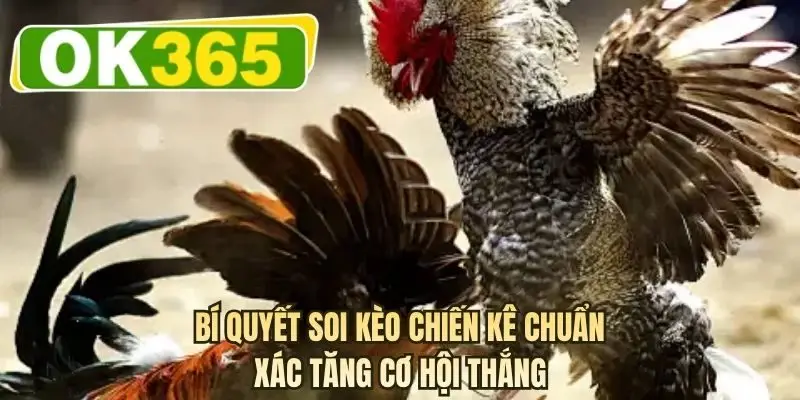 Bí quyết soi kèo chiến kê chuẩn xác tăng cơ hội thắng