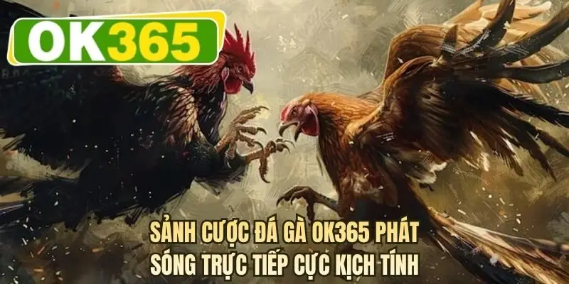 Sảnh cược đá gà OK365 phát sóng trực tiếp cực kịch tính