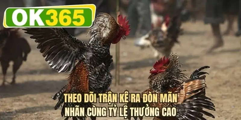 Theo dõi trận kê ra đòn mãn nhãn cùng tỷ lệ thưởng cao
